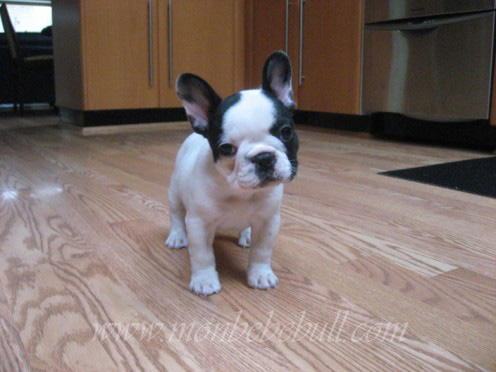 French Bulldog Puppy.jpg